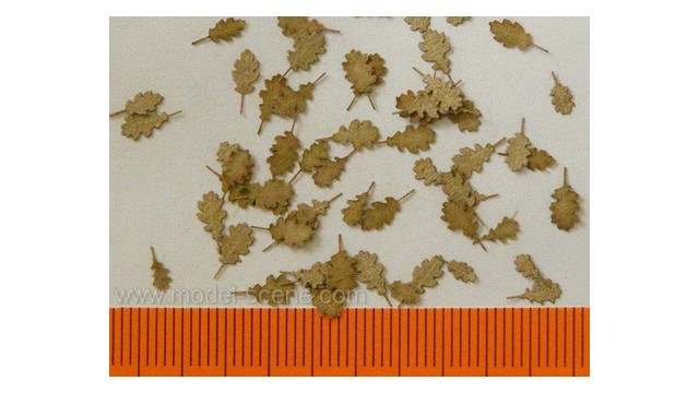 Oak - dry leaves
