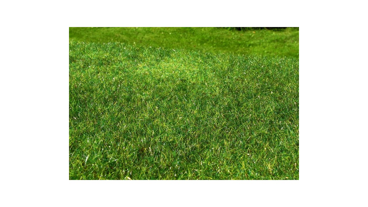 Hoge weide, Vroege zomer - 18 x 28 cm