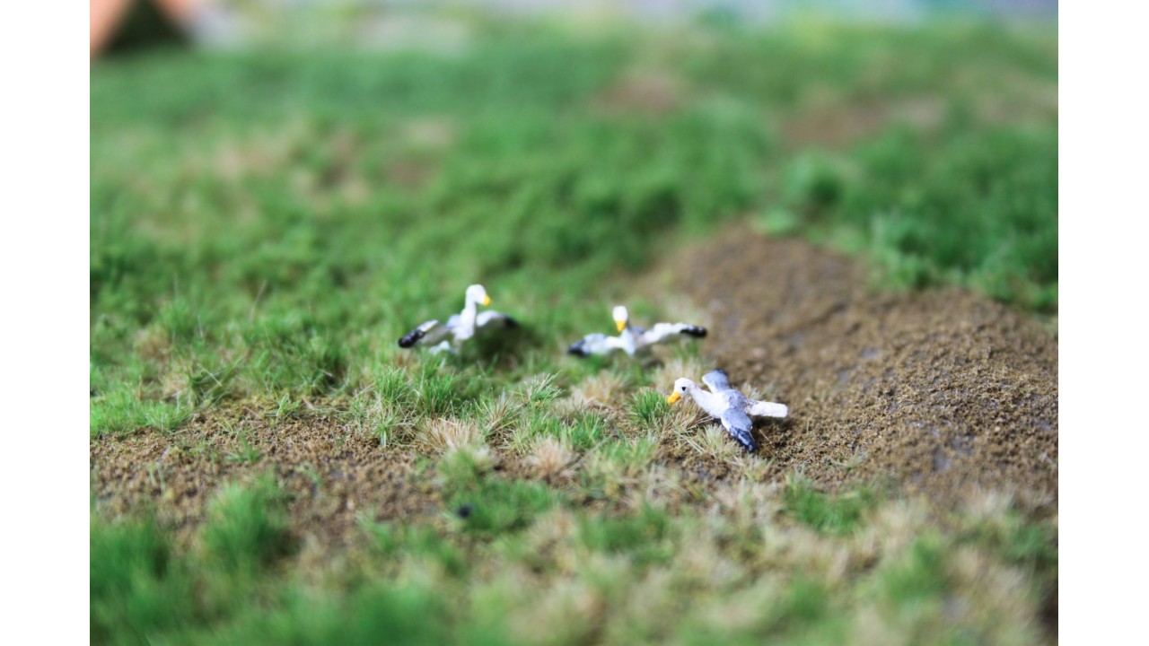 Zeemeeuwen 3 stuks - Uitloop