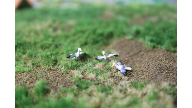 Zeemeeuwen 3 stuks - Uitloop