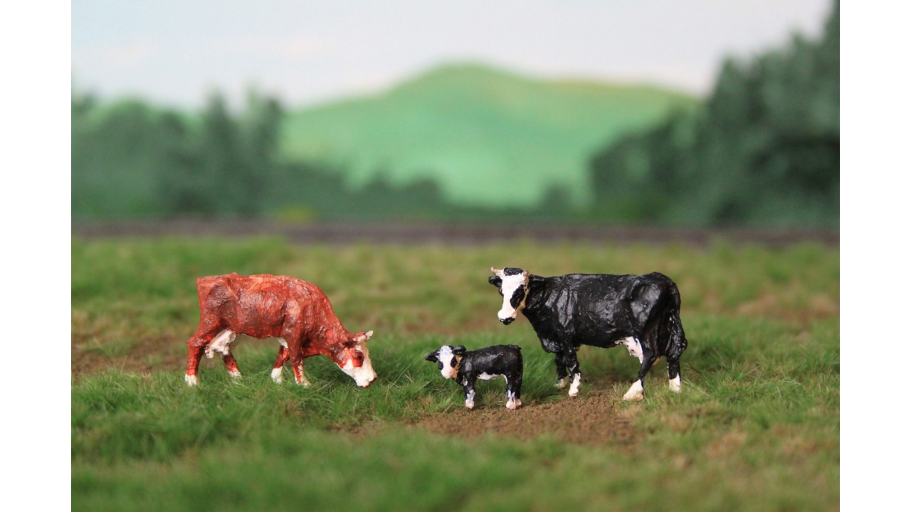 Groninger Blaarkop 3 stuks