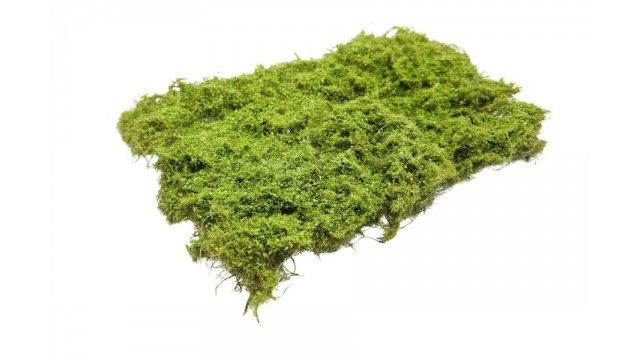 Doornstruiken - lichtgroen, 15 x 21 cm