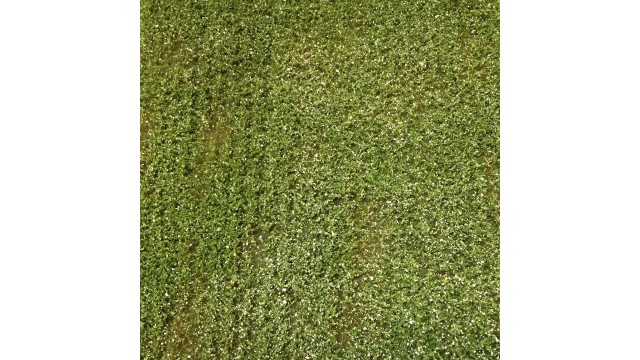 Aardappelveld bloeiend - 29 x 42 cm