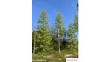 Europese lariks, Lente, 3/3, 4-6 cm