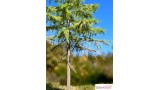 Europese lariks, Lente, 2/3, 22-24 cm