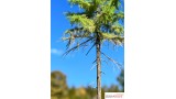 Europese lariks, Lente, 1/3, 22-24 cm