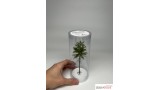 Europese lariks, Lente, 1/3, 22-24 cm