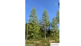 Europese lariks, Lente, 1/3, 25-27 cm
