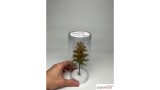 Europese lariks, Vroege herfst, 2/3, 19-21 cm