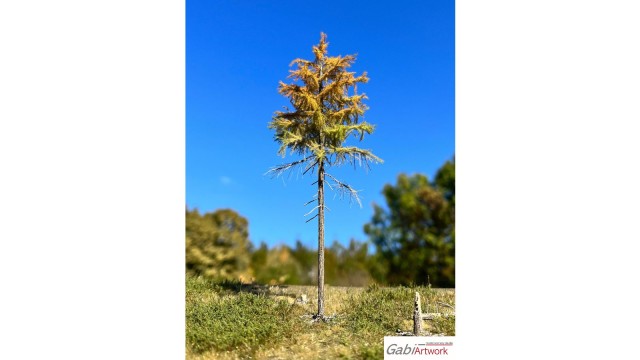 Europese lariks, Vroege herfst, 1/3, 16-18 cm