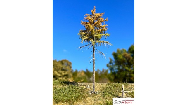 Europese lariks, Vroege herfst, 1/3, 28-30 cm