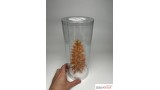 Europese lariks, Late herfst, 3/3, 7-9 cm