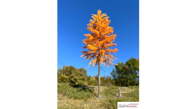 Europese lariks, Late herfst, 2/3, 19-21 cm