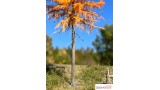 Europese lariks, Late herfst, 2/3, 22-24 cm