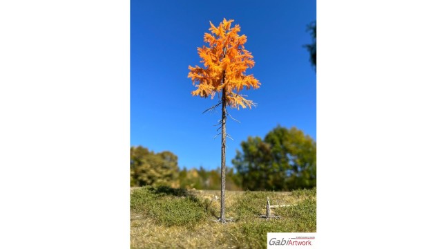 Europese lariks, Late herfst, 1/3, 28-30 cm