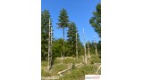 Staande dode fijnsparren, 4-9 cm