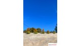 Jonge Europese lariksen, vroege herfst