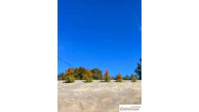 Jonge Europese lariksen, vroege herfst