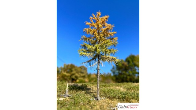 Europese lariks, Vroege herfst, 2/3, 25-27 cm
