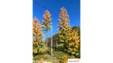 Europese lariks, Vroege herfst, 2/3, 25-27 cm