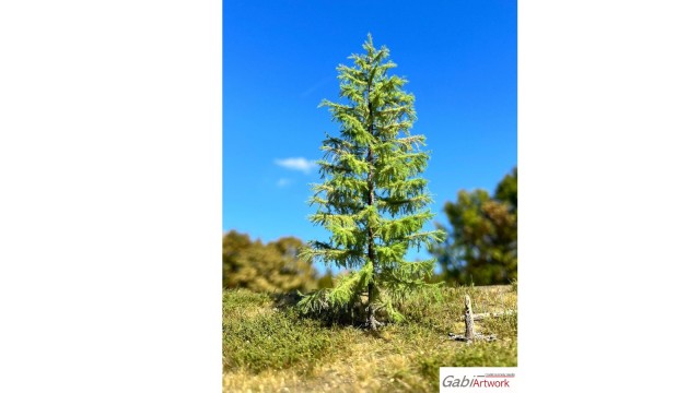 Europese lariks, Lente, 3/3, 7-9 cm