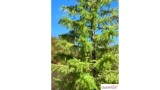 Europese lariks, Lente, 3/3, 7-9 cm