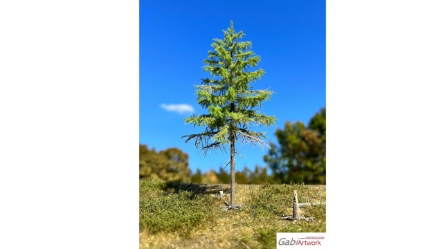 Europese lariks, Lente, 2/3, 13-15 cm