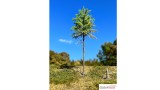 Europese lariks, Lente, 1/3, 22-24 cm