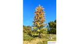Europese lariks, Vroege herfst, 3/3, 10-12 cm