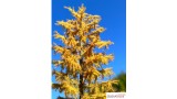 Europese lariks, Vroege herfst, 3/3, 10-12 cm