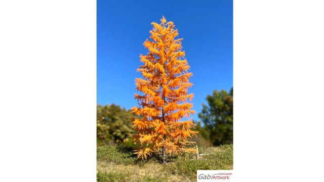 Europese lariks, Late herfst, 3/3, 7-9 cm