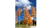 Europese lariks, Late herfst, 3/3, 7-9 cm