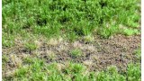 Rough Meadow Weeds Summer B – mat 30*21 cm