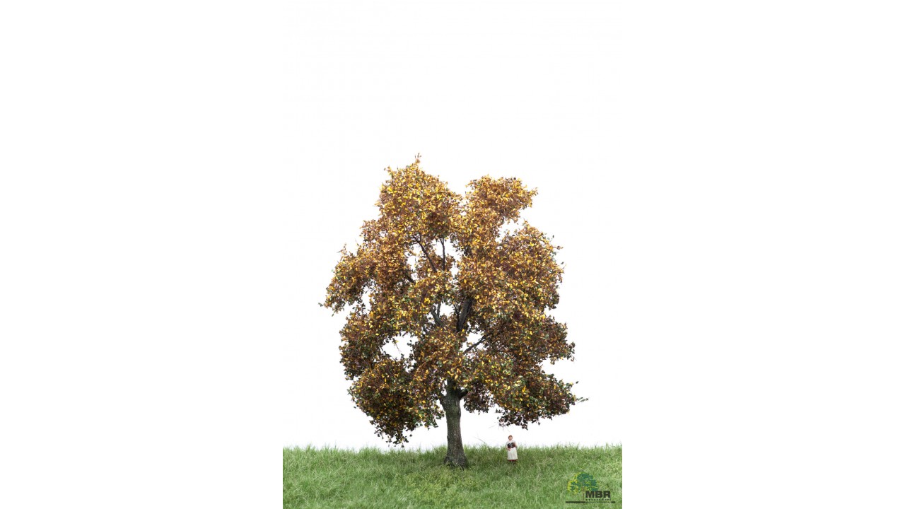 Eik, 18-22 cm, herfst, geschikt voor H0